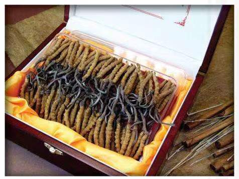 安化冬虫夏草回收